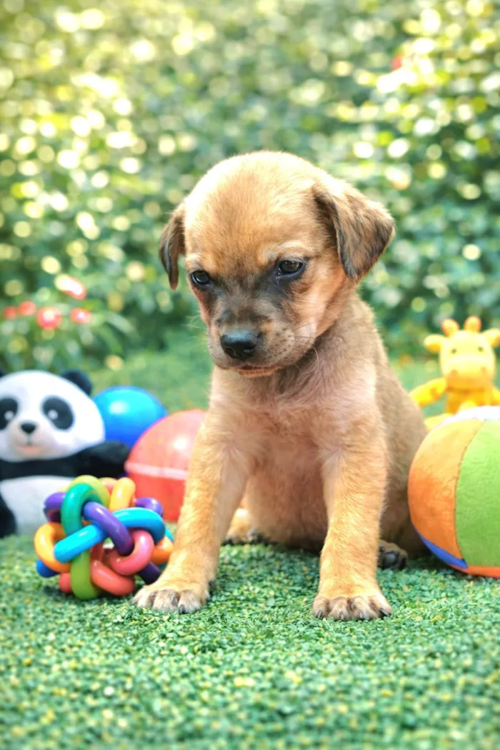 Cachorro raça SRD-ViraLata idade 2 a 6 meses nome Raffa