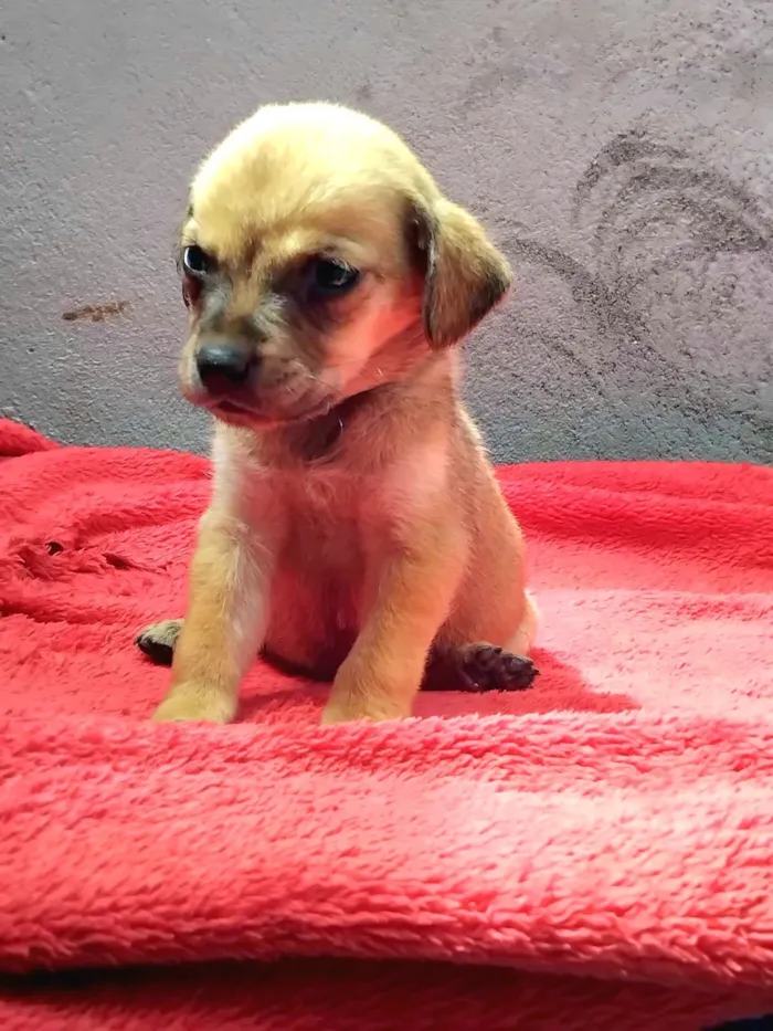 Cachorro raça SRD-ViraLata idade 2 a 6 meses nome Raffa