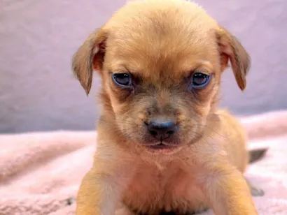 Cachorro raça SRD-ViraLata idade 2 a 6 meses nome Raffa