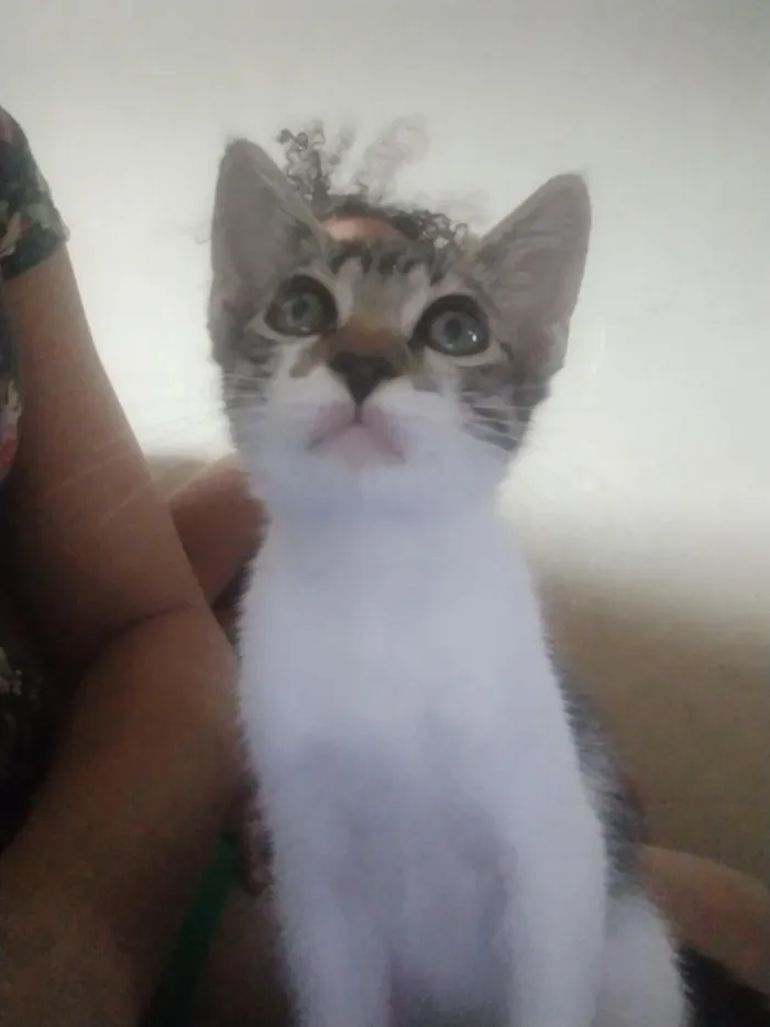 Gato raça SRD-ViraLata idade 2 a 6 meses nome mel