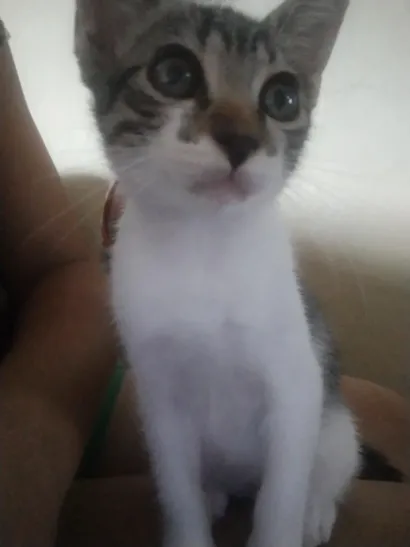 Gato raça SRD-ViraLata idade 2 a 6 meses nome mel