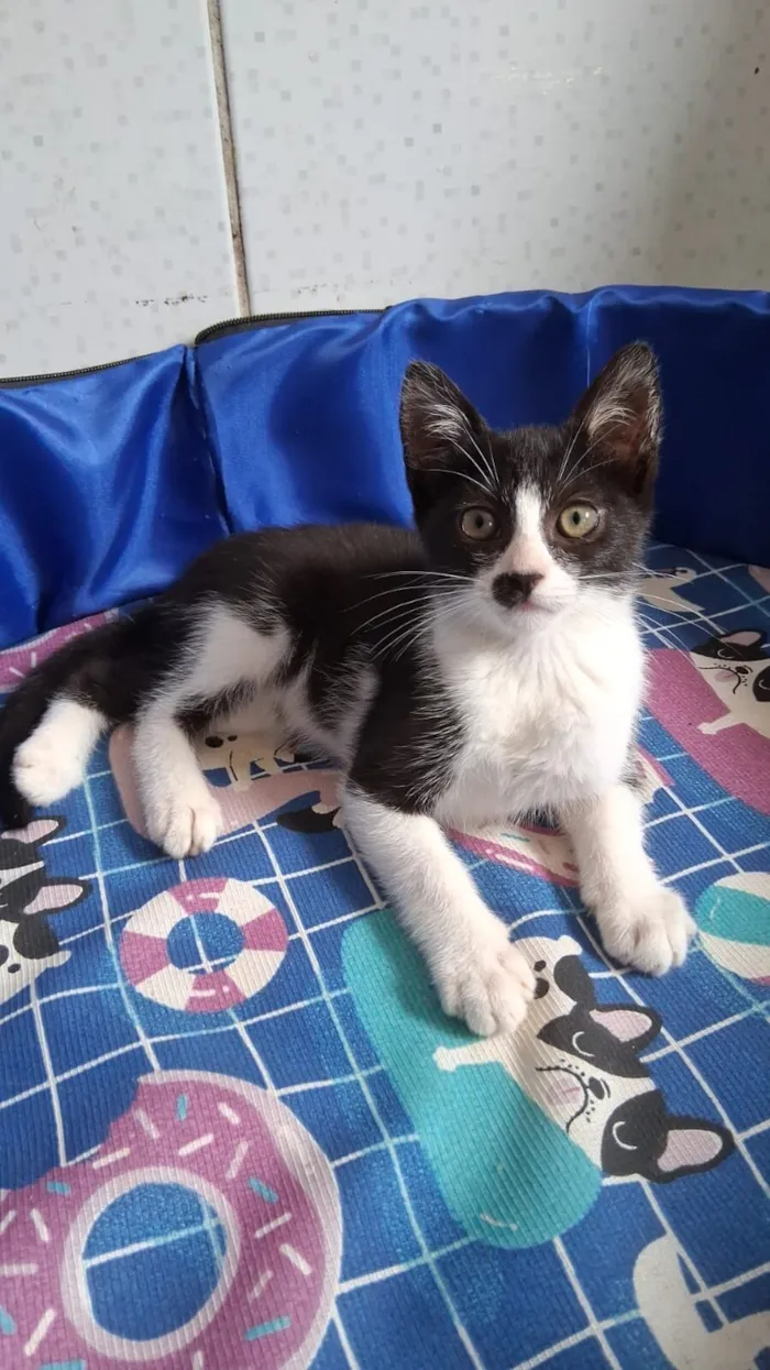 Gato raça SRD-ViraLata idade 2 a 6 meses nome gatinhos 
