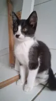 gatinhos 