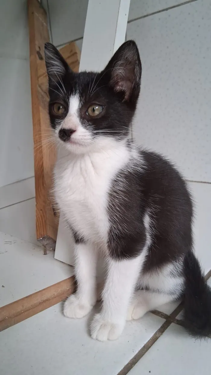 Gato raça SRD-ViraLata idade 2 a 6 meses nome gatinhos 