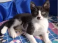 gatinhos 
