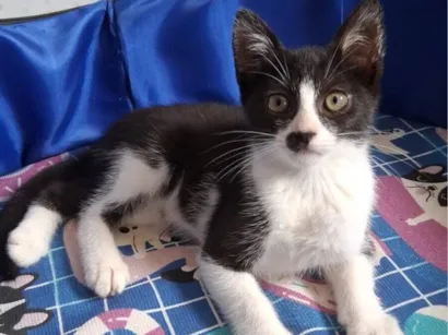 Gato raça SRD-ViraLata idade Abaixo de 2 meses nome gatinhos 