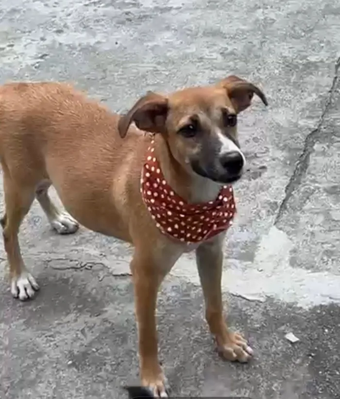 Cachorro raça SRD-ViraLata idade 2 a 6 meses nome luna