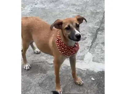 Cachorro raça SRD-ViraLata idade 2 a 6 meses nome luna