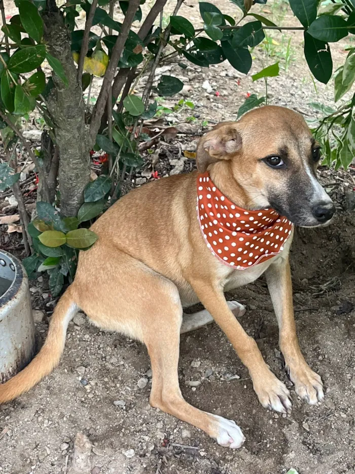 Cachorro raça SRD-ViraLata idade 2 a 6 meses nome luna