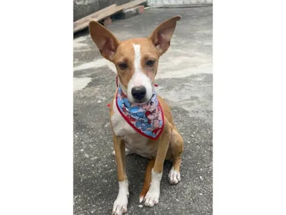 Cachorro raça SRD-ViraLata idade 2 a 6 meses nome luna