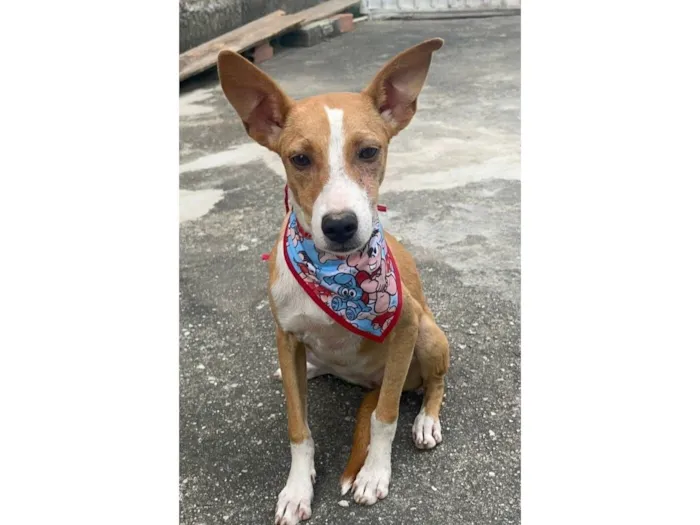 Cachorro raça SRD-ViraLata idade 2 a 6 meses nome Mel