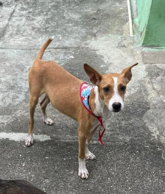 Cachorro raça SRD-ViraLata idade 2 a 6 meses nome Mel