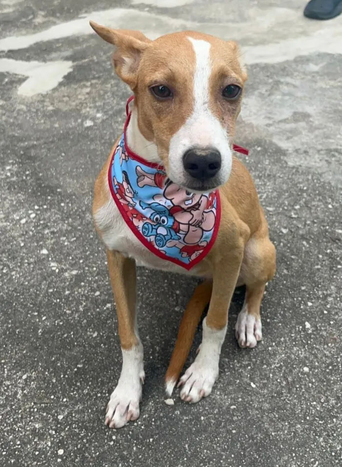 Cachorro raça SRD-ViraLata idade 2 a 6 meses nome Mel