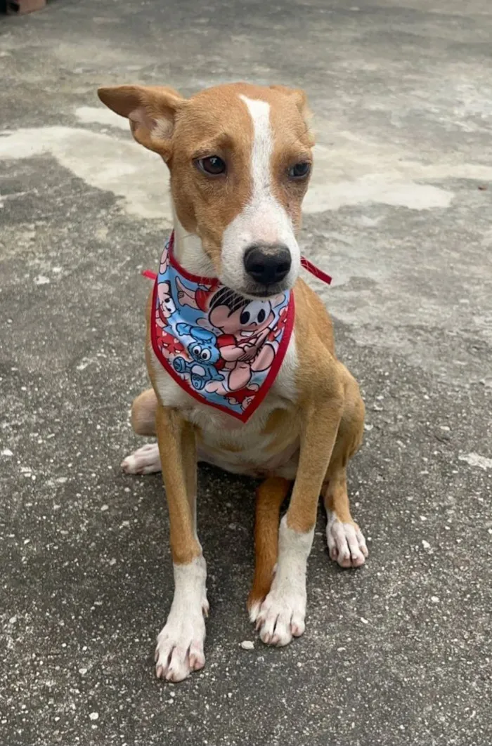 Cachorro raça SRD-ViraLata idade 2 a 6 meses nome Mel