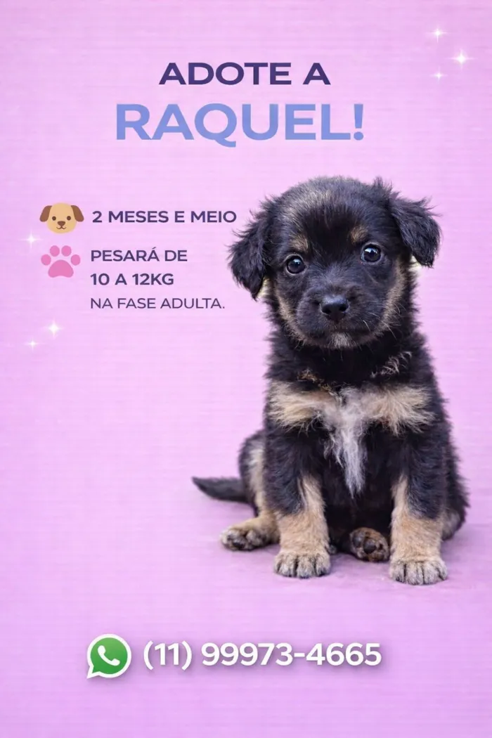 Cachorro raça SRD-ViraLata idade 2 a 6 meses nome Raquel