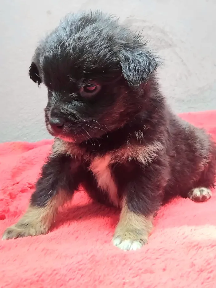 Cachorro raça SRD-ViraLata idade 2 a 6 meses nome Raquel