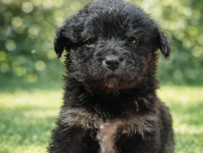 Cachorro raça SRD-ViraLata idade 2 a 6 meses nome Raquel