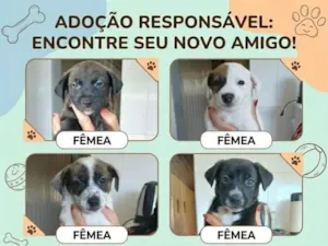 Cachorro raça SRD-ViraLata idade 2 a 6 meses nome Sem nome