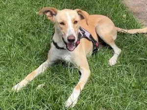 Cachorro raça SRD-ViraLata idade 2 anos nome Apolo