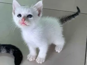 Gato raça SRD-ViraLata idade Abaixo de 2 meses nome 4 gatinhos(3 machos e 1 fêmea)