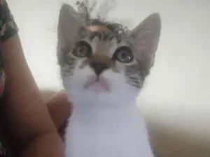 Gato raça SRD-ViraLata idade 2 a 6 meses nome mel