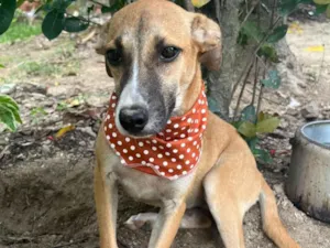 Cachorro raça SRD-ViraLata idade 2 a 6 meses nome luna