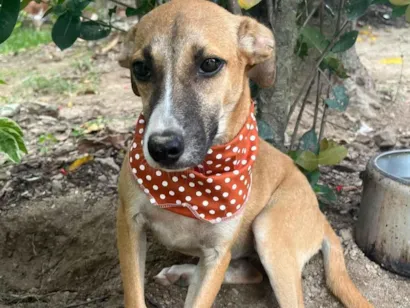 Cachorro raça SRD-ViraLata idade 2 a 6 meses nome luna