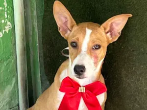Cachorro raça SRD-ViraLata idade 2 a 6 meses nome Mel
