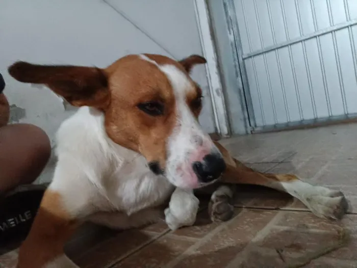 Cachorro raça SRD-ViraLata idade 1 ano nome Orelha