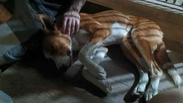 Cachorro raça SRD-ViraLata idade 1 ano nome Orelha