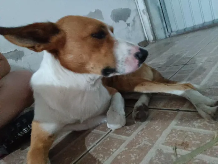 Cachorro raça SRD-ViraLata idade 1 ano nome Orelha