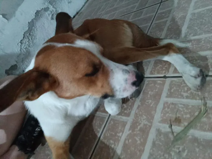 Cachorro raça SRD-ViraLata idade 1 ano nome Orelha