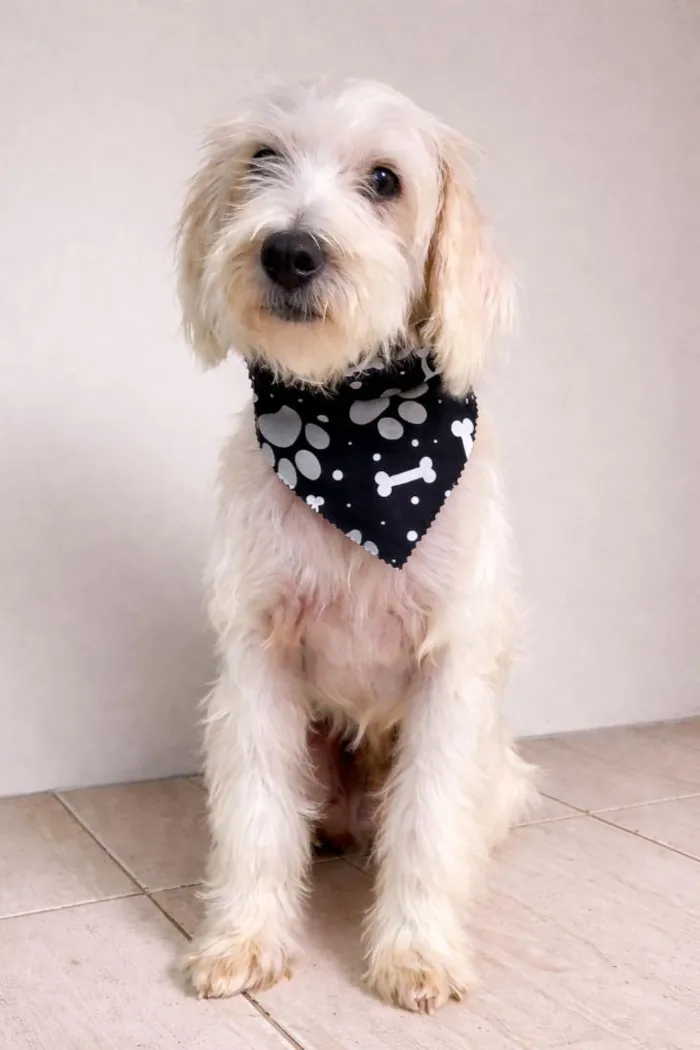 Cachorro raça SRD-ViraLata idade 1 ano nome Floquinho 