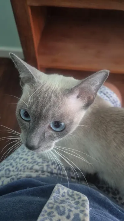 Gato raça SRD-ViraLata idade 7 a 11 meses nome Jaya