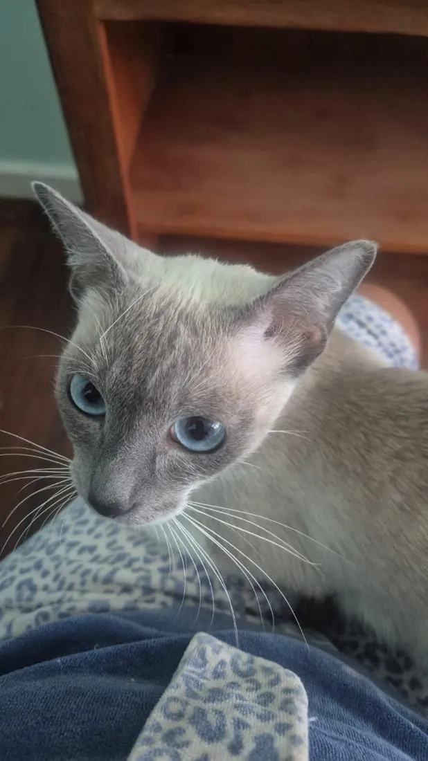 Gato raça SRD-ViraLata idade 7 a 11 meses nome Jaya