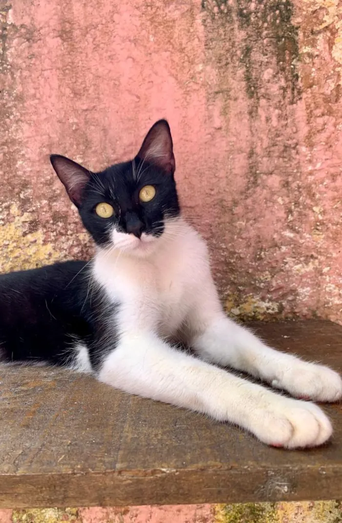 Gato raça SRD-ViraLata idade 7 a 11 meses nome Felícia 