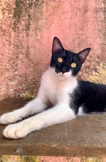 Gato raça SRD-ViraLata idade 7 a 11 meses nome Felícia 
