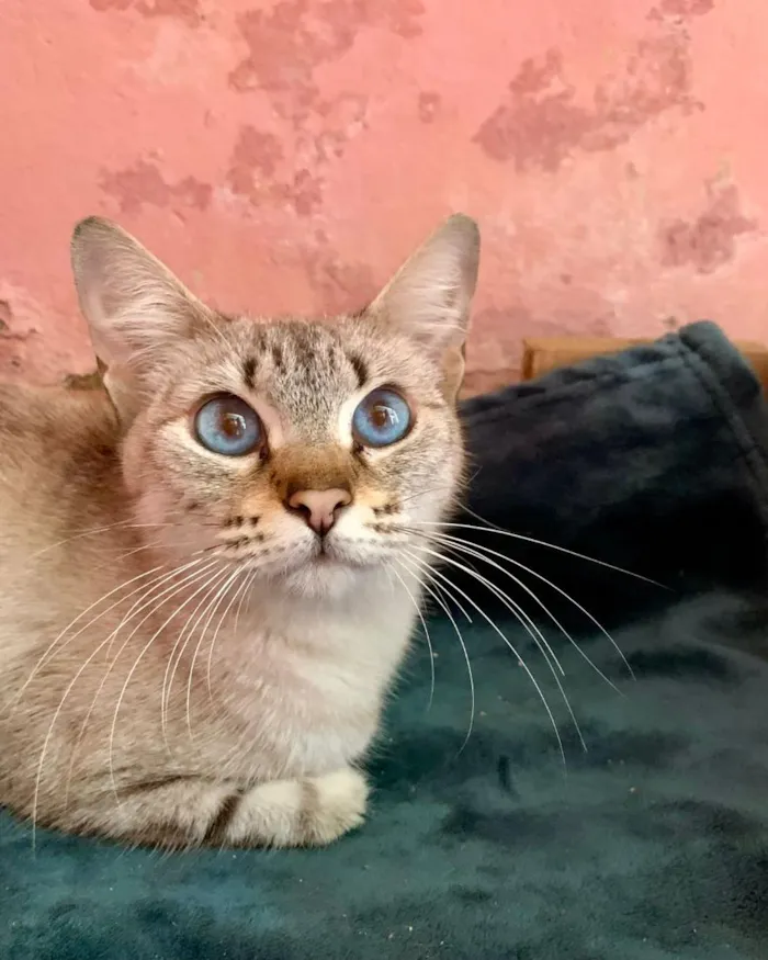 Gato raça SRD-ViraLata idade 1 ano nome Clara