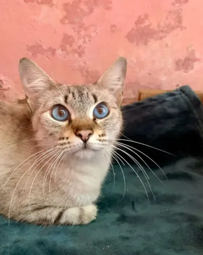 Gato raça SRD-ViraLata idade 1 ano nome Clara