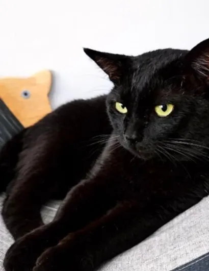 Gato raça SRD-ViraLata idade 3 anos nome Norí