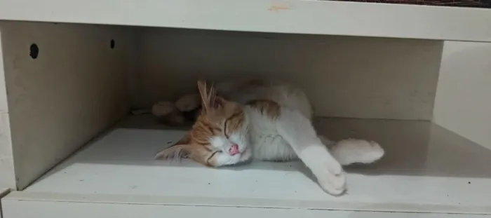 Gato raça SRD-ViraLata idade 7 a 11 meses nome Jessi