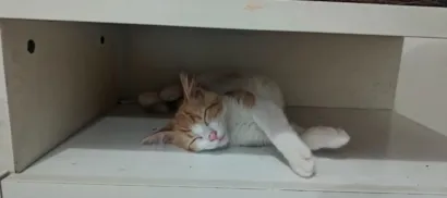 Gato raça SRD-ViraLata idade 7 a 11 meses nome Jessi