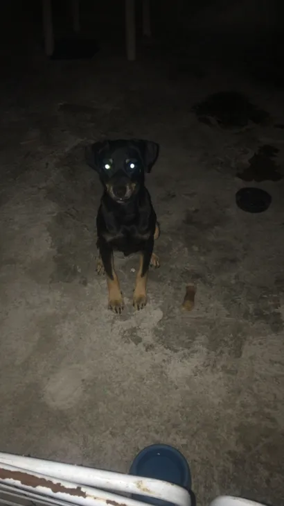 Cachorro raça Pinscher idade 2 a 6 meses nome Henrique 