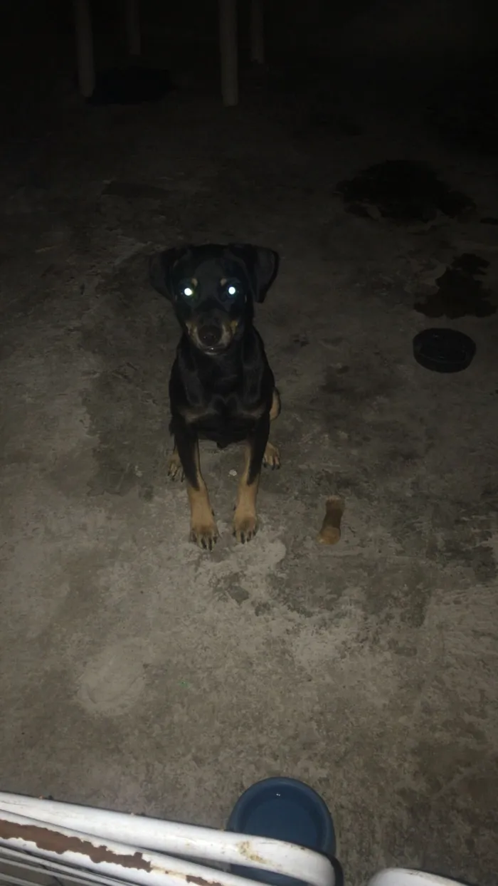 Cachorro raça Pinscher idade 2 a 6 meses nome Henrique 