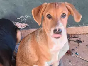 Cachorro raça SRD-ViraLata idade 2 a 6 meses nome B2