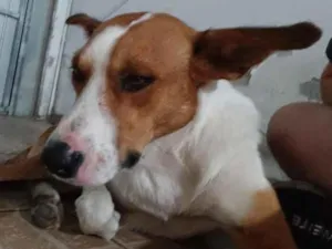 Cachorro raça SRD-ViraLata idade 1 ano nome Orelha
