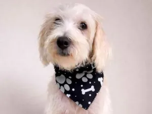 Cachorro raça SRD-ViraLata idade 1 ano nome Floquinho 