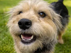 Cachorro raça SRD-ViraLata idade 1 ano nome Lilli