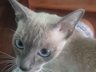 Gato raça SRD-ViraLata idade 7 a 11 meses nome Jaya
