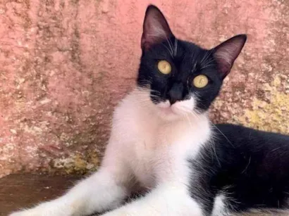 Gato raça SRD-ViraLata idade 7 a 11 meses nome Felícia 